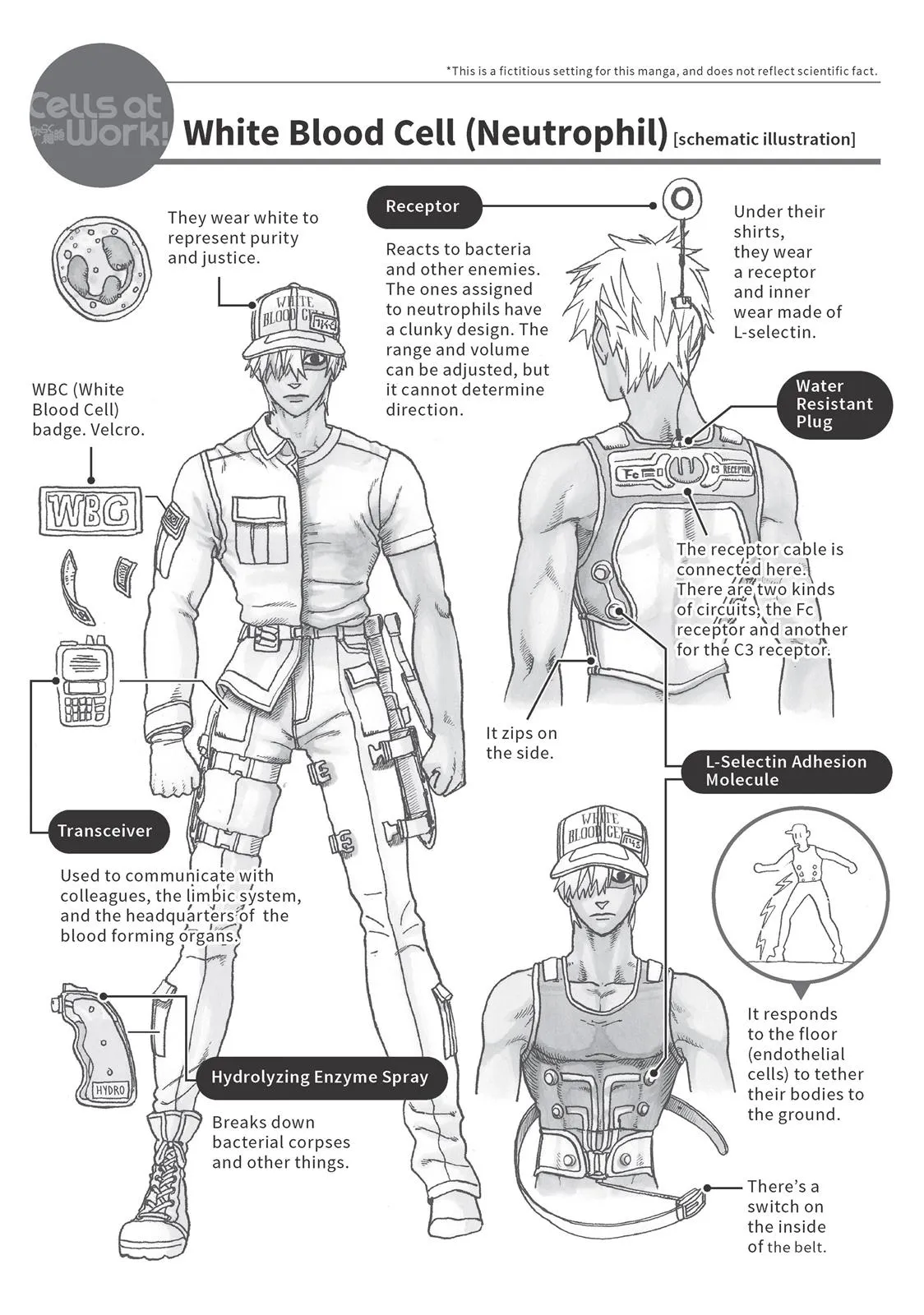 Read Cells at Work! (en) Manga Online