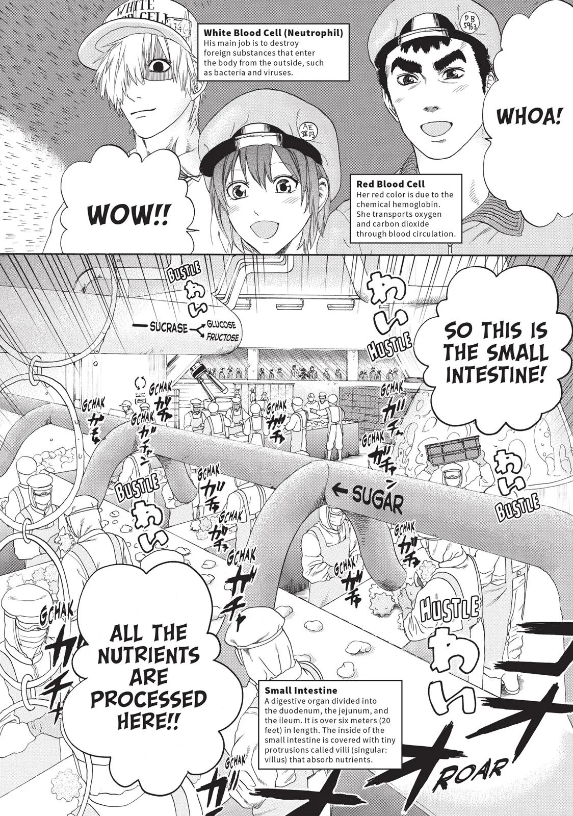 Read Cells at Work! (en) Manga Online