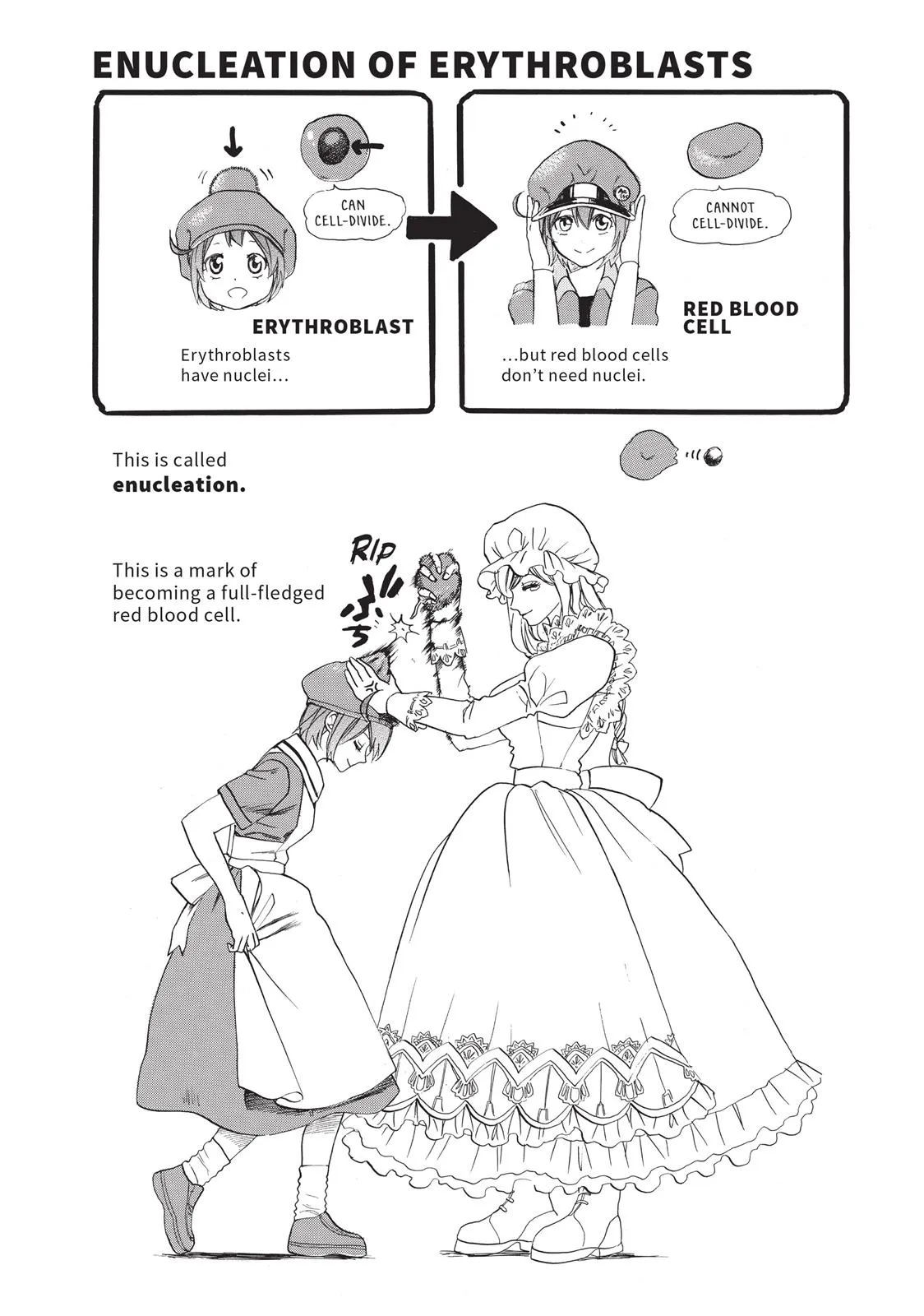 Read Cells at Work! (en) Manga Online