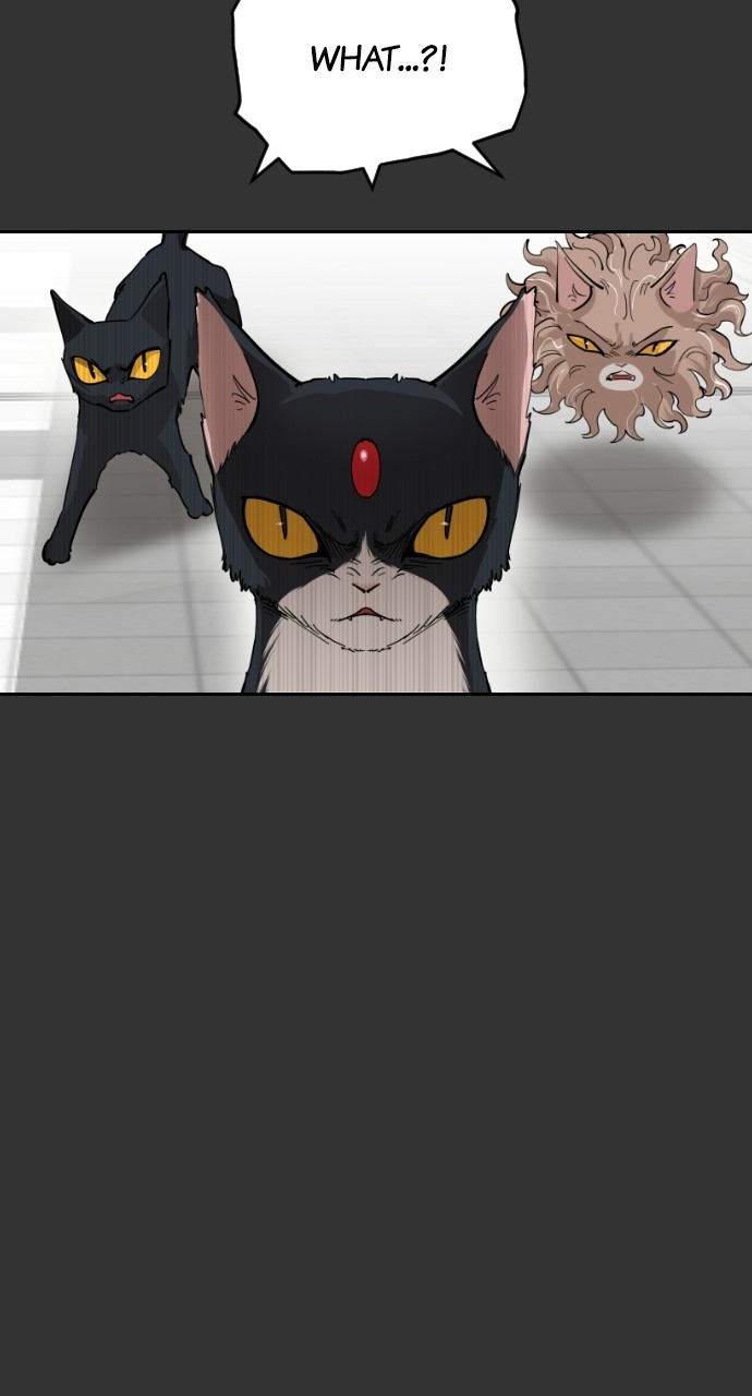 Read Meow Rangers Manga Online