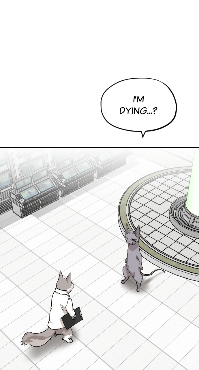 Read Meow Rangers Manga Online