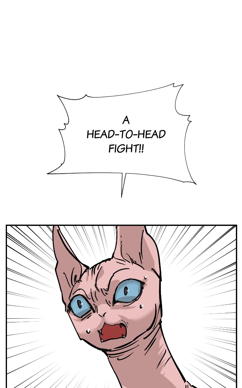 Read Meow Rangers Manga Online