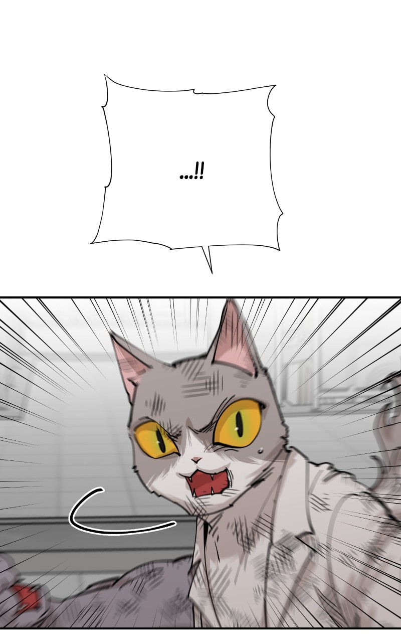 Read Meow Rangers Manga Online