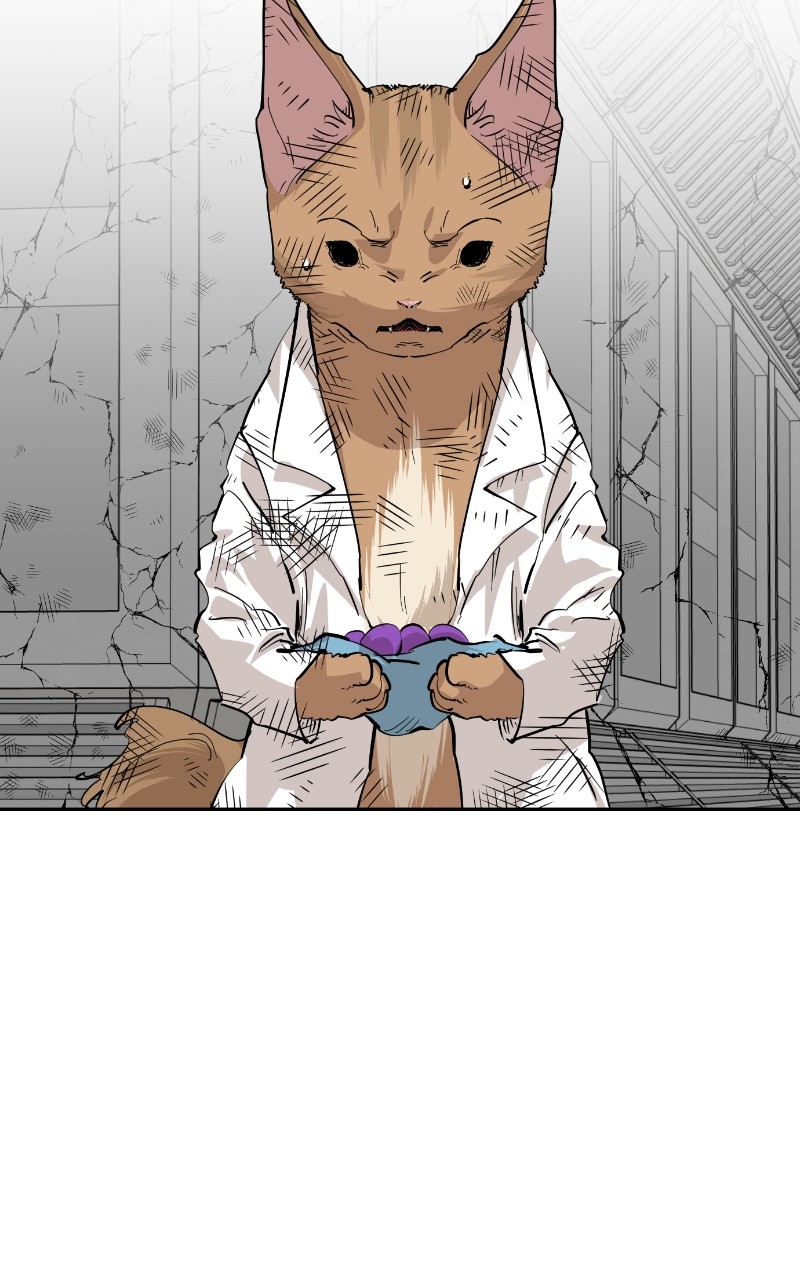 Read Meow Rangers Manga Online