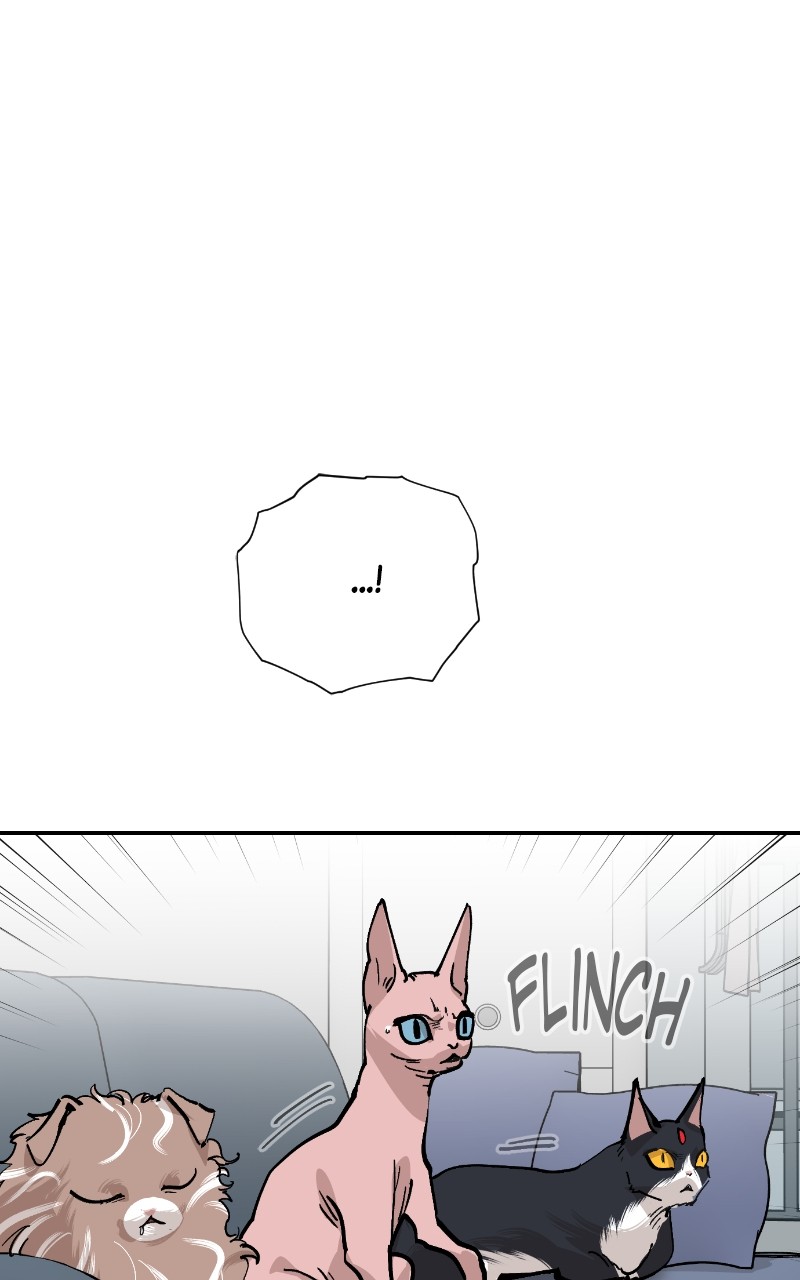 Read Meow Rangers Manga Online