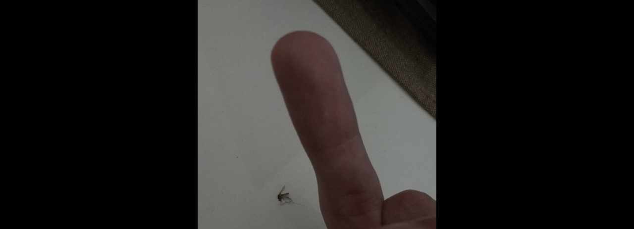 Read Mosquito War (en) Manga Online