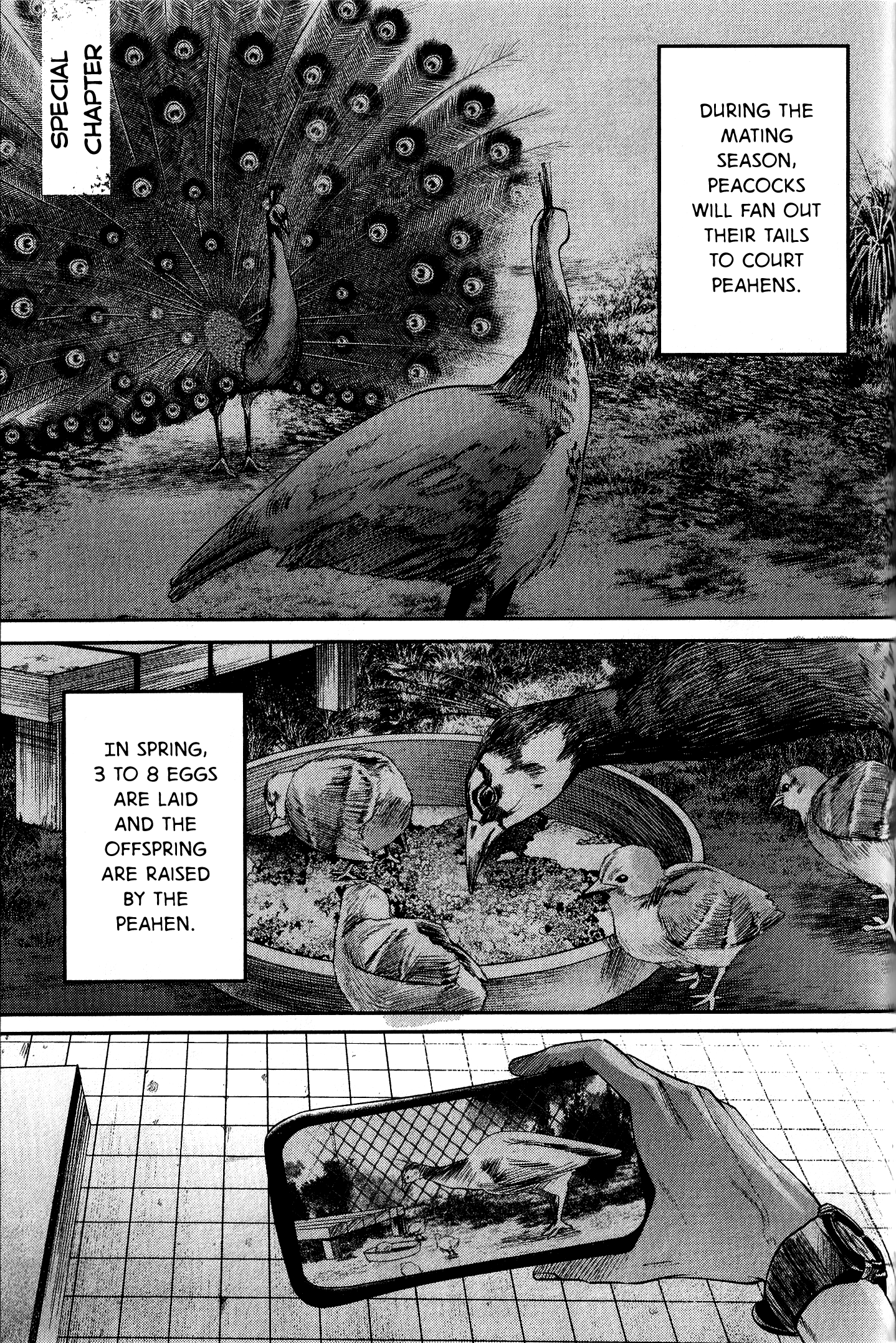 Read The Summer Hikaru Died (en) Manga Online