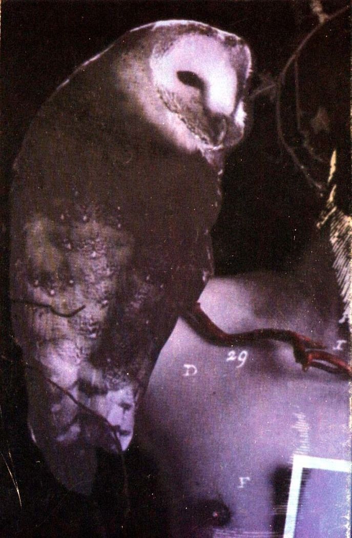 Read Sandman (pt) Manga Online