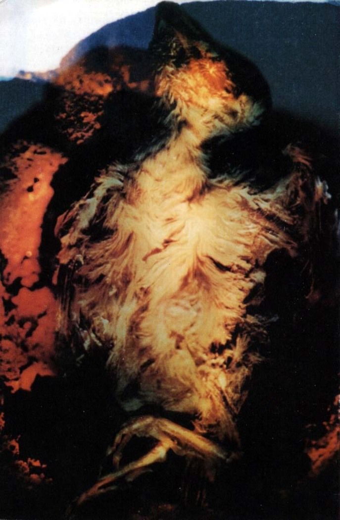 Read Sandman (pt) Manga Online