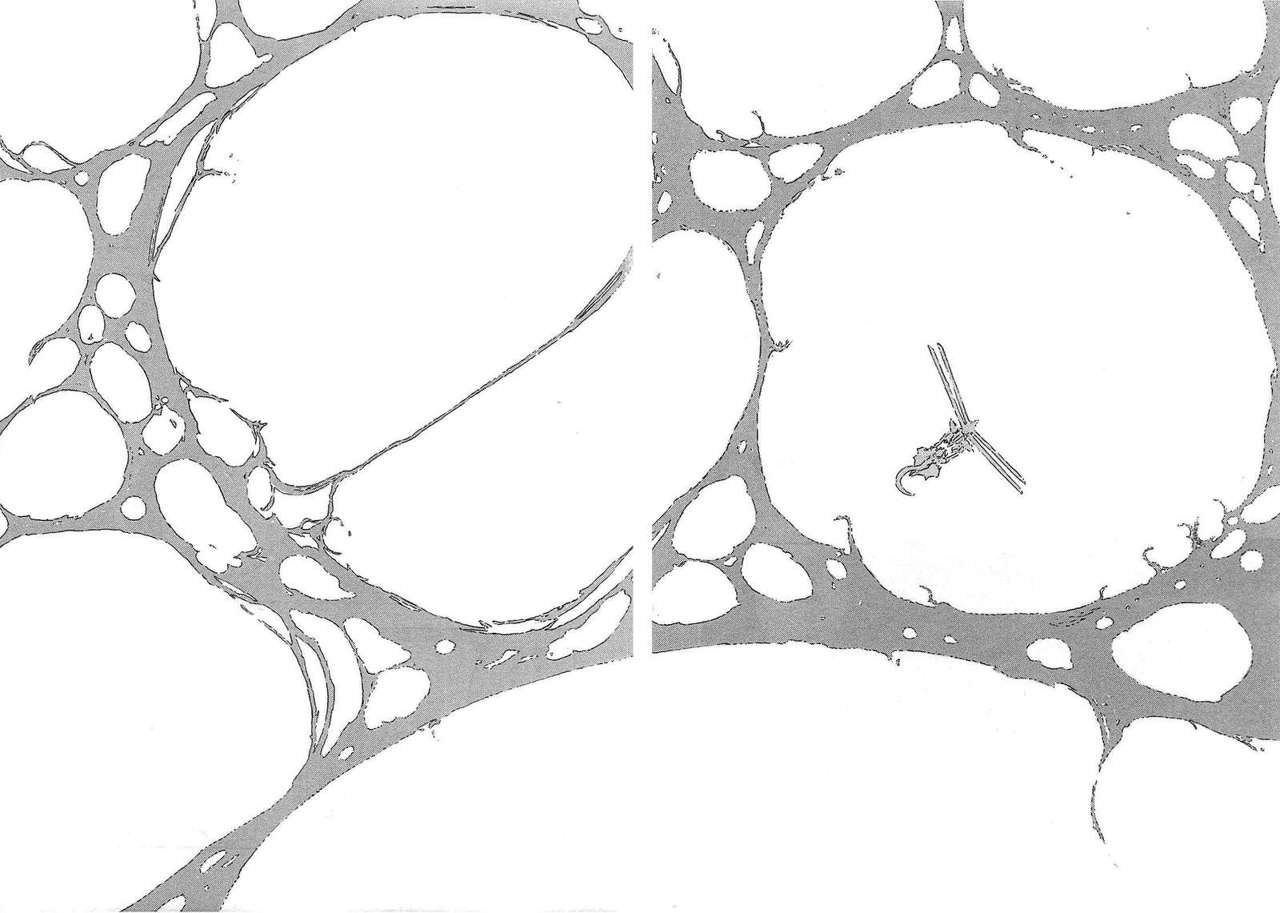 Read Sidonia no Kishi (Knights of Sidonia) (es) Manga Online