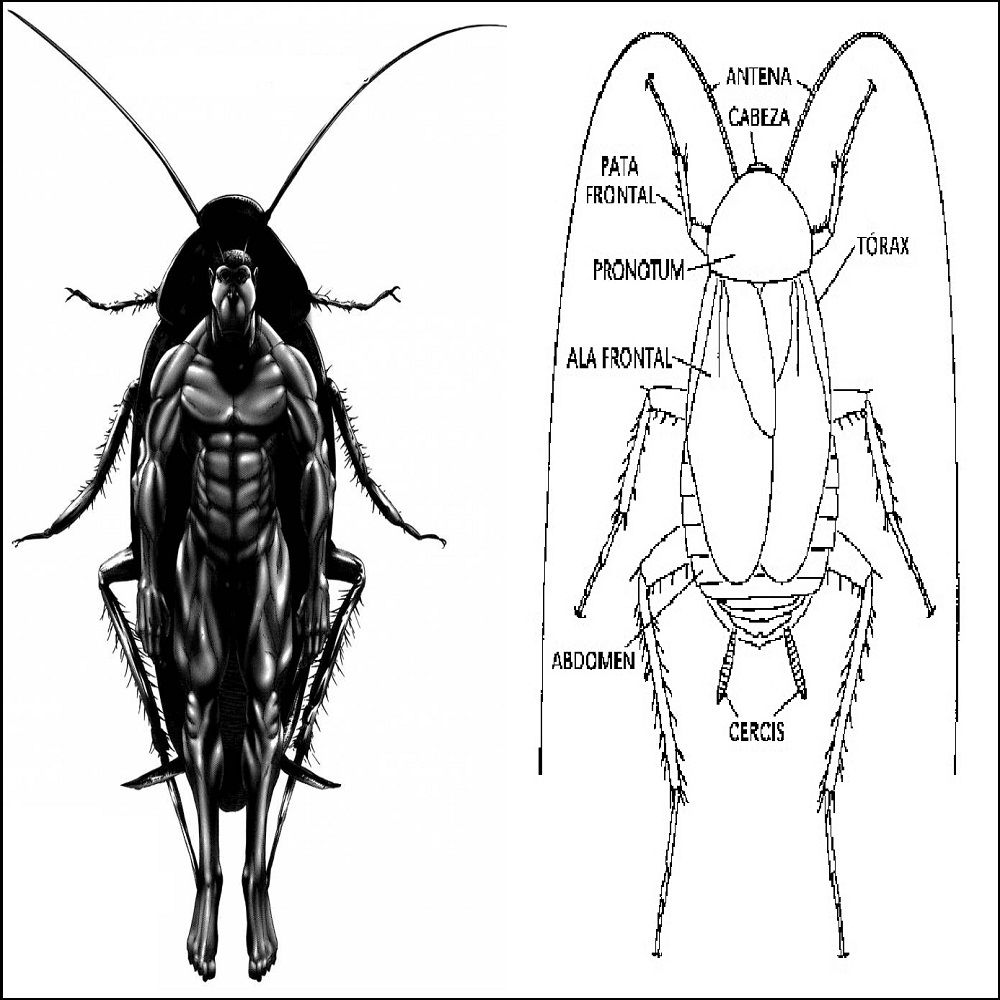 Read Terra Formars (es) Manga Online